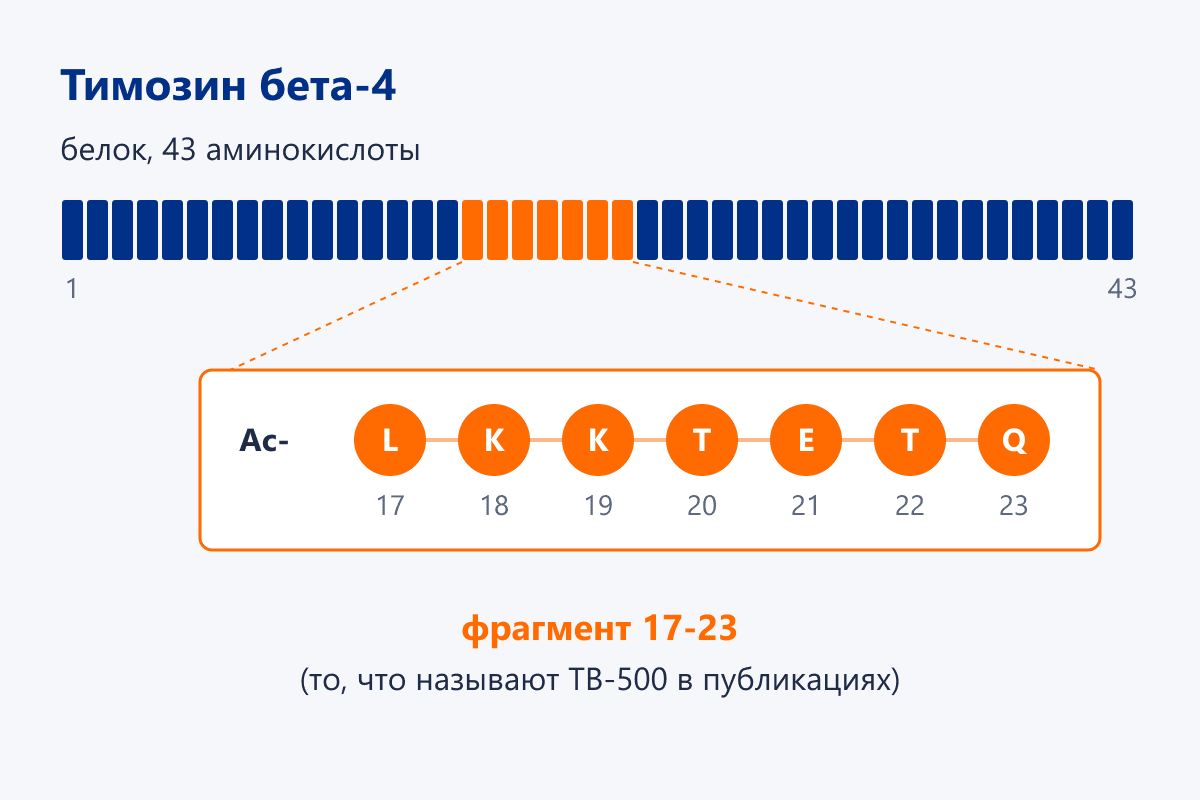 Схема: фрагмент 17-23 в цепи тимозина бета-4 из 43 аминокислот